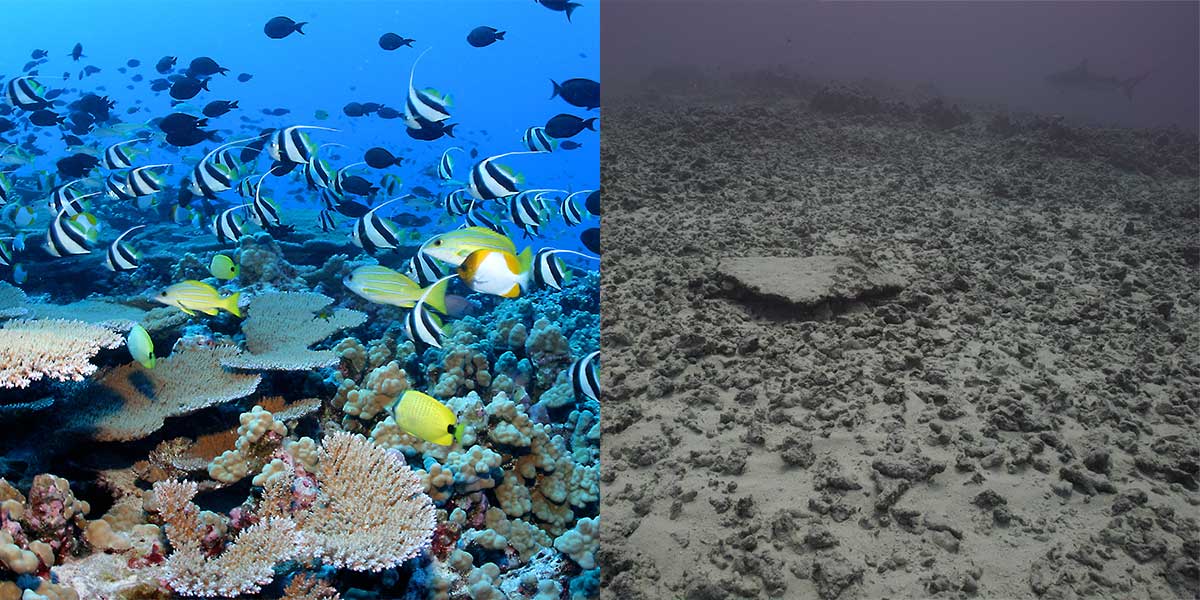 Left: Fish school at French Frigate Shoals prior to Hurricane Walaka (Credit: Greg McFall/NOAA). Right: Divers observed devastating damage to coral reef sites at French Frigate Shoals (Credit: Kailey Pascoe/NOAA). 