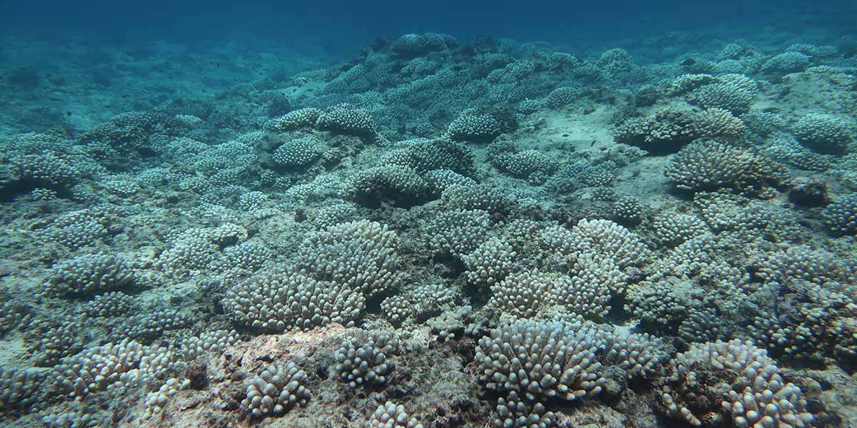 Bleached <i>Acropora</i> corals at eastern French Frigate Shoals. 
