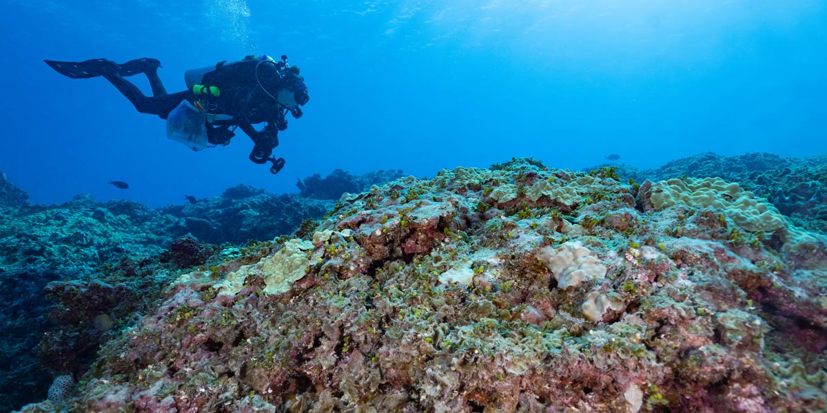 Diver surveys algal growth along reef.