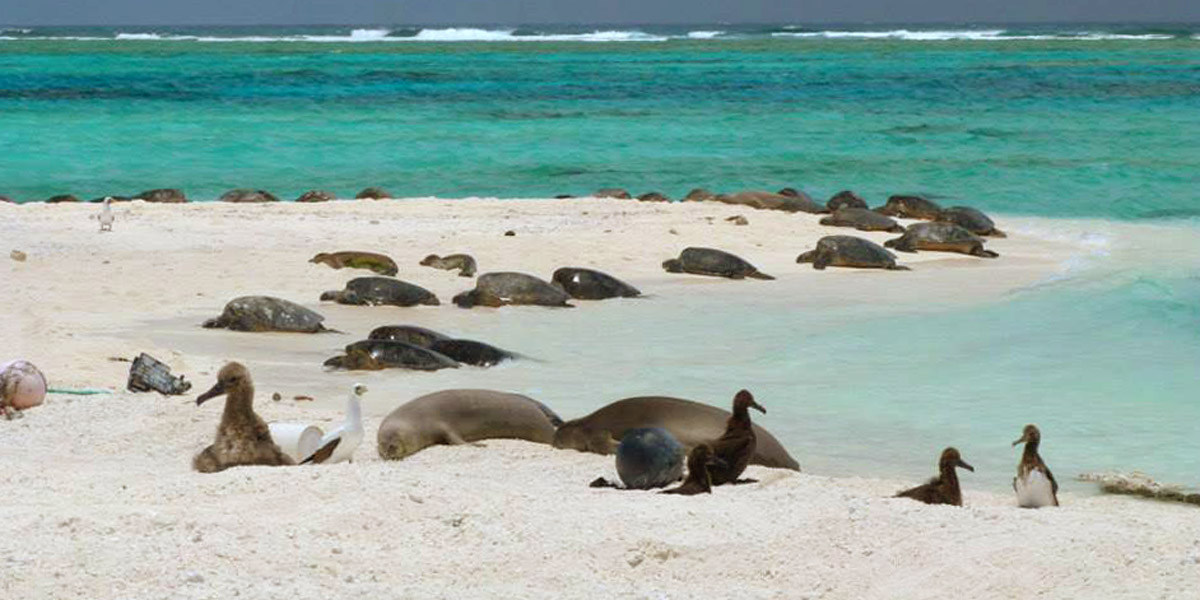 Hawaiian monk seals, green sea turtles, and seabirds on the beach.