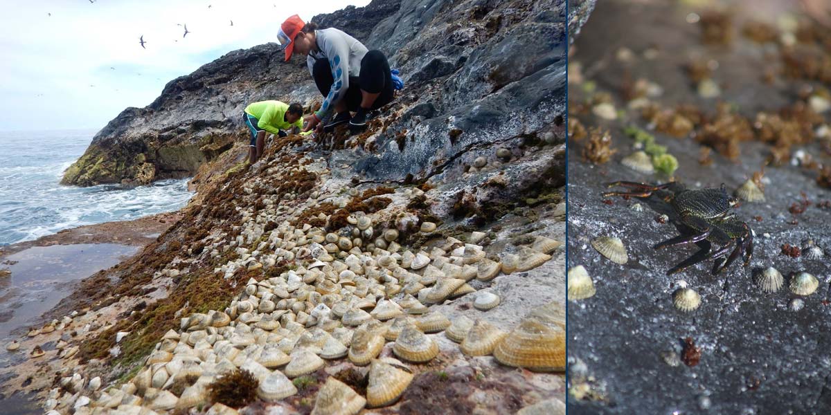 Left: Woman and man along rocky intertidal zone with limpets in the foreground. Right: Rock crab with limpets on rock.