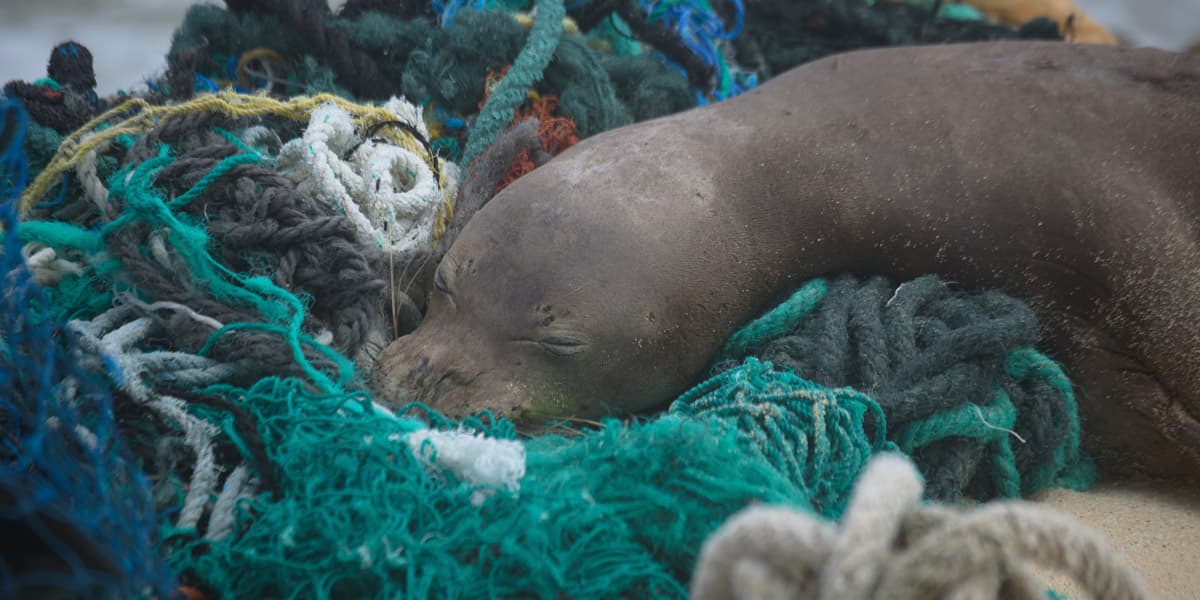 A juvenile Hawaiian Monk Seal rests on top of a pile of ghost nets on the windward shores of Kamole (Laysan Island).