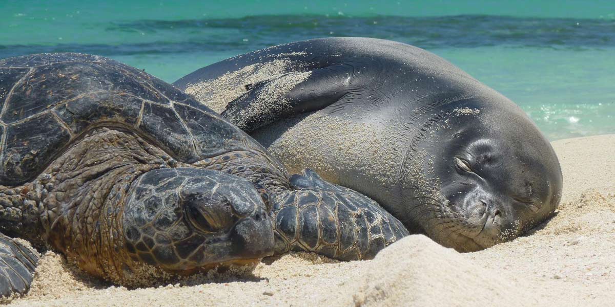 The monument is home to many species found
nowhere else on Earth and is a critically important
nesting ground for green sea turtles and breeding
ground for Hawaiian monk seals. Credit: Mark Sullivan/NOAA