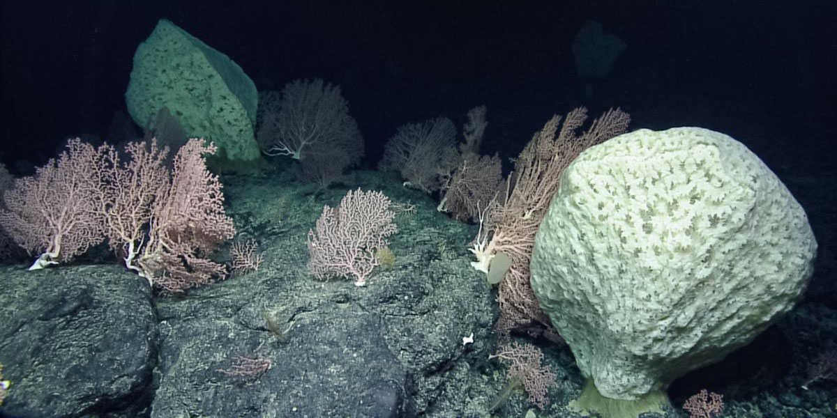 Pink corals and huge white sponges of Tamana Seamount.