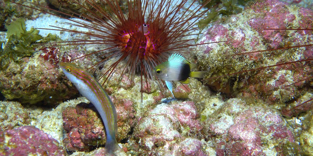Two fish swimming among coral and urchin.