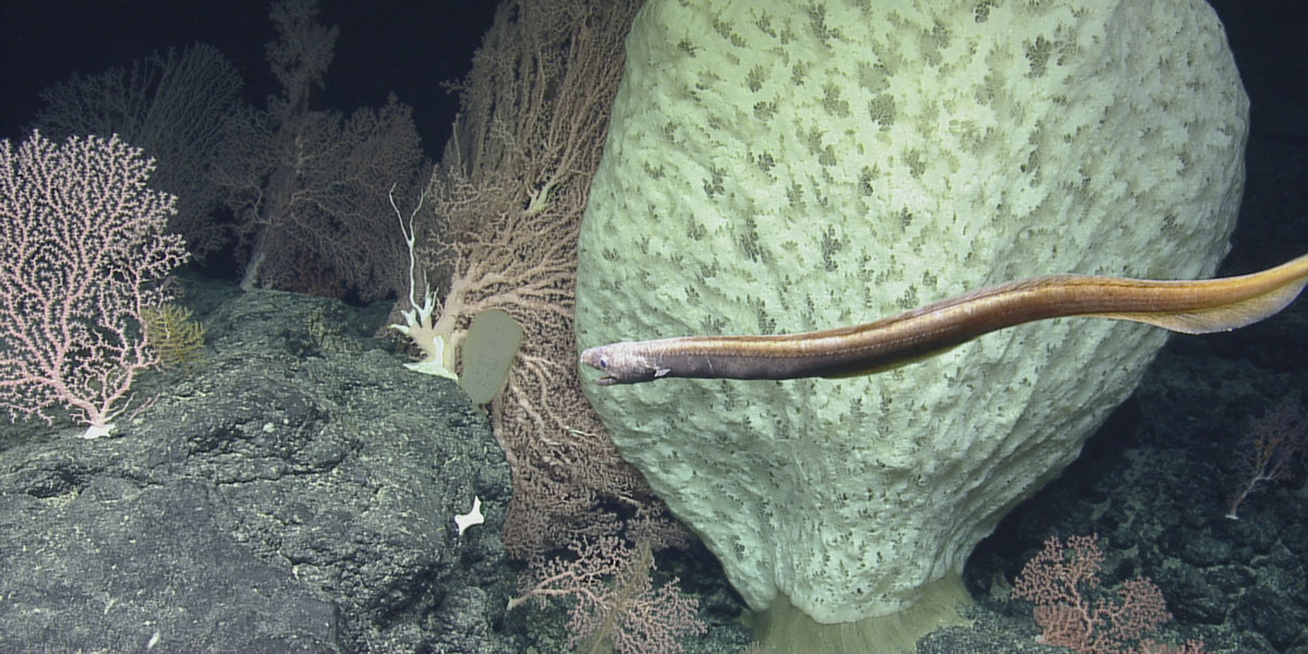 A glass sponge and a snubnosed eel are surrounded by pink corals on Tamana Seamount.