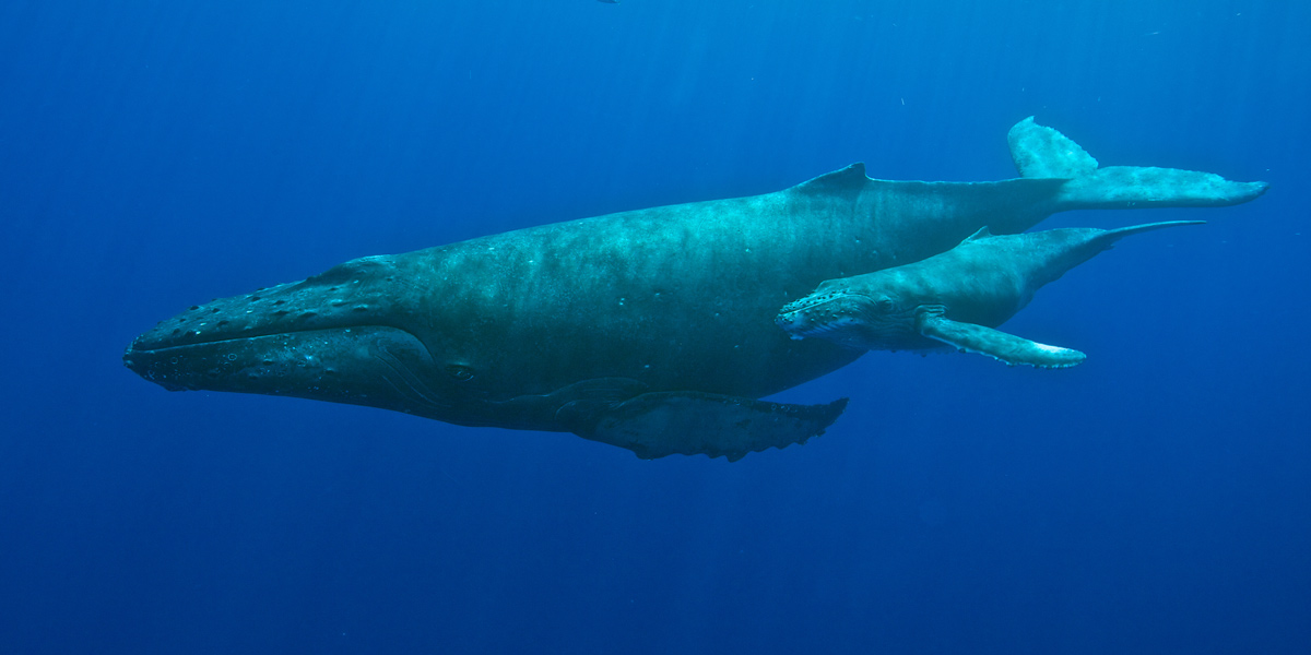 A humpback whale and its calf swimming close together.
