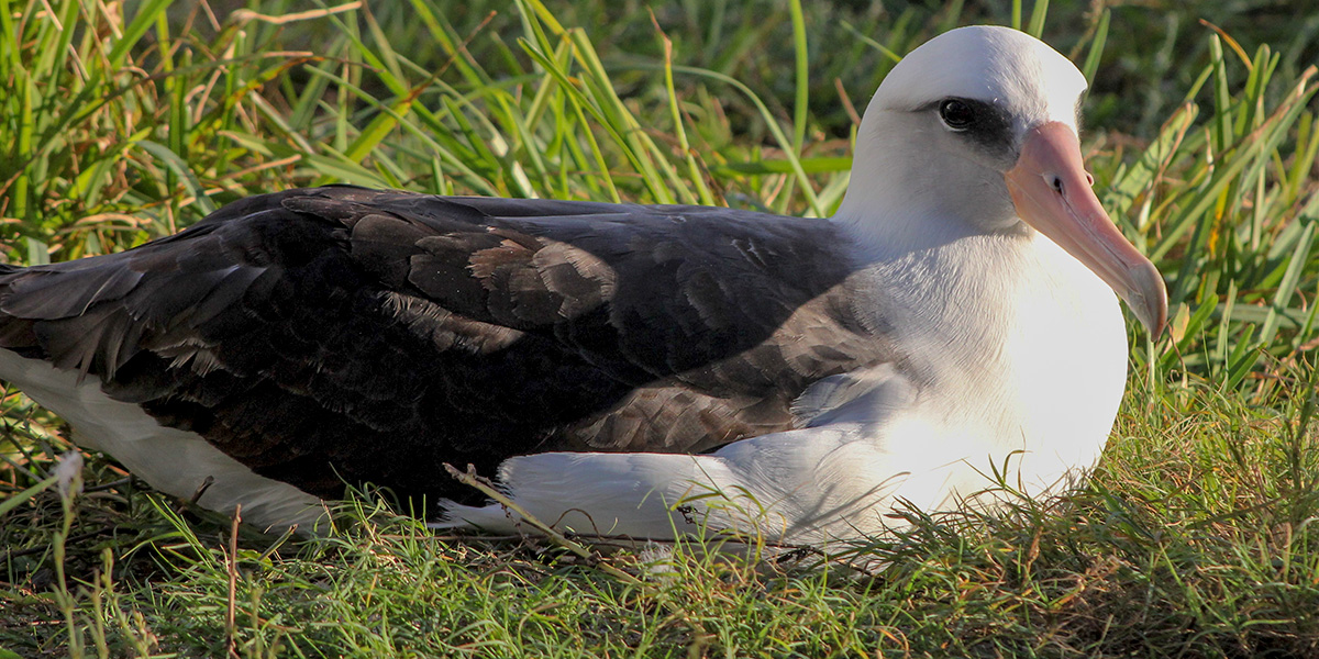 Wisdom the Laysan albatross returned to Midway Atoll on November 22, 2019.