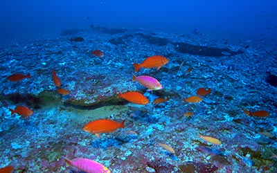 A school of Elegant Anthias (Caprodon unicolor), one of the most common fishes at 320 feet, Kure Atoll. These are Hawaiian endemic fishes (not known from anywhere else on Earth except Hawaii). Deep reefs at Kure Atoll were discovered to have the highest levels of endemism known from any marine ecosystem on Earth. Credit: Richard Pyle/Bishop Museum and NOAA