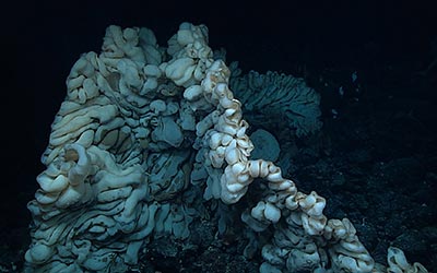 This sponge, about the size of a minivan, was discovered at a depth of 7,000 feet in Papahānaumokuākea Marine National Monument in 2015.