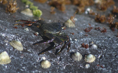 Rock crabs, or aʻama, are common in the spalsh zone in both the main and northwestern Hawaiian islands.