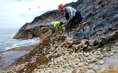 Researchers count ʻopihi, or Hawaiian limpets, along the rocky shorelines at Gardner Pinnacles.