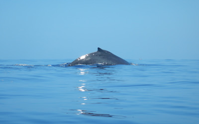 Humpback whales pass through the Northwestern Hawaiian Islands on their winter migration south from Alaska.