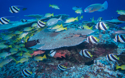 A variety of fish species aggregate around a patch reef 80 feet below the surface at French Frigate Shoals.
