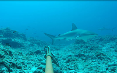 Galapagos and Grey Reef sharks circle a BRUVS unit at French Frigate Shoals.