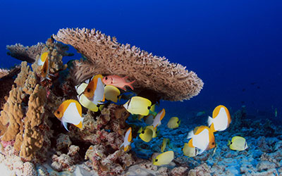 A coral reefscape and variety of fish swimming at French Frigate Shoals.