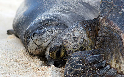 A closeup of a monk seal resting its chin upon the head of a green sea turtle on a beach in Papahānaumokuākea Marine National Monument.