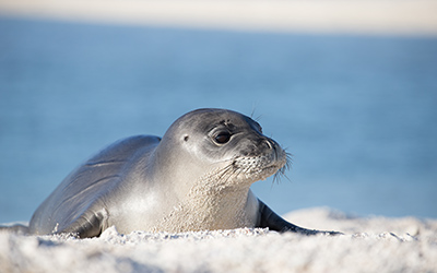 A juvenile monk seal rests on the beach in Papahānaumokuākea Marine National Monument.