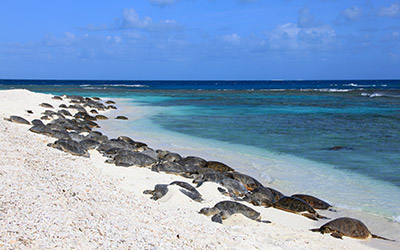 Dozens of honu bask on the shores of Trig Island in French Frigate Shoals.