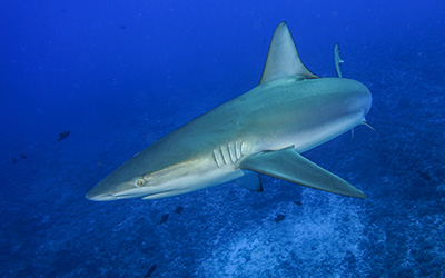 A Galapagos shark (mano) cruises the waters at French Frigate Shoals.