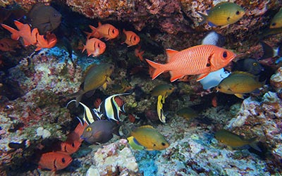 A reef at Pearl and Hermes Atoll showcases the diversity of fish found in Papahānaumokuākea. 