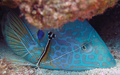 A yellowstripe coris enjoys a grooming from this scarlet cleaner shrimp at Pearl and Hermes Atoll.