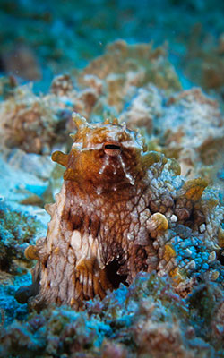 A day octopus blends in perfectly with the reef at Pearl and Hermes Atoll.