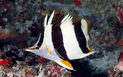 New species: Pete Basabe's Butterflyfish (<i>Prognathodes basabei</i> Pyle and Kosaki 2016) at a depth of 180 feet off Pearl and Hermes Atoll, Northwestern Hawaiian Islands.