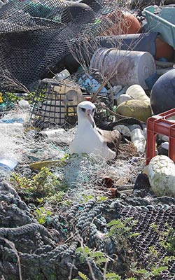 A Laysan albatross nests in a field of marine debris at Midway Atoll Refuge.