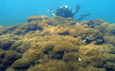 University of Hawai‘i scientific diver Heather Spalding documents a mat of invasive algae at Pearl and Hermes Atoll. The alga has smothered all native algae and corals.