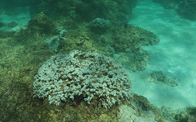A bleached <i>Montipora</i> coral on the eastern side of Lisianski Island.