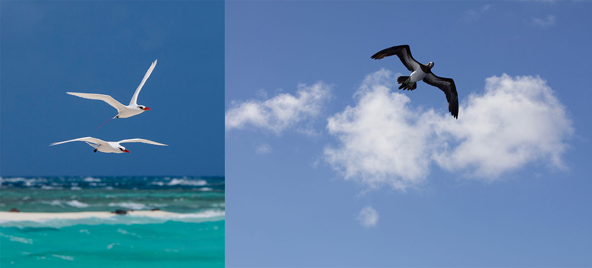 Seabirds commonly found in the monument include from left, Koaʻe ʻula (red tailed tropicbirds) and ʻĀ (brown booby).