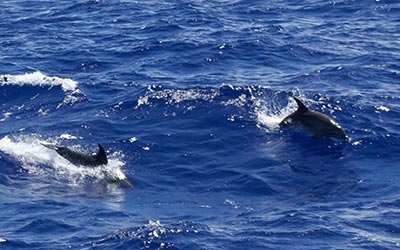 A pod of bottlenose dolphins accompany our vessel into Papahānaumokuākea.