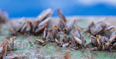 Barnacles are beautiful up close but contribute to corrosion and decreased efficiency for the
structures and vessels they attach to.