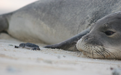 A weaned Hawaiian monk seal pup encounters a green sea turtle hatchling at
Tern Island, French Frigate Shoals.