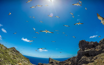 Sooty terns soar over Nihoa's rugged landscape.