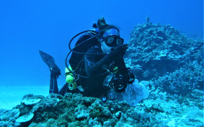 Scientist examines algae along reef.