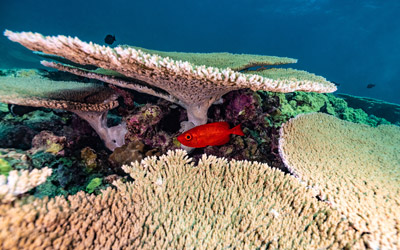 Red fish swims along reef with table coral.