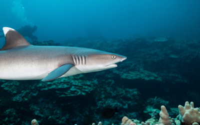 White tip reef shark swims along reef.