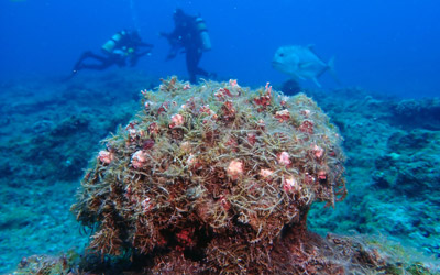 Coral overgrown with alga.