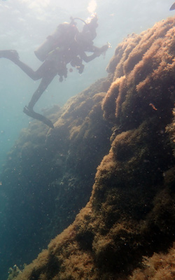 Diver collecting algae samples along reef.