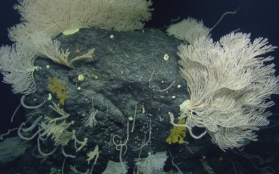 Large boulders provide habitat for primnoid corals.
