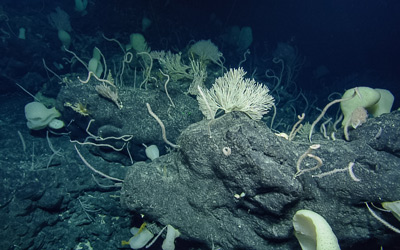 Don Quixote seamount with boulders covered in numerous Poliopogon sponges and bamboo corals. 