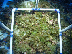 Deep water algae bed photographed during a coral reef survey at 200 feet off Pearl and Hermes.
