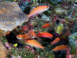 Juvenile reef fish in deep water juvenile nursery habitat.