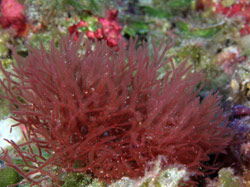 Unidentified red algae (probable new species) at 200 feet, Pearl and Hermes Atoll.