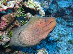 Giant Moray peeks out of coral.