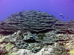 This old growth coral colony at Laysan is something not often seen.