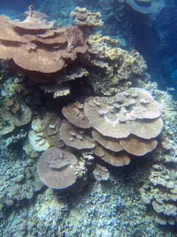 Table coral at Johnston Atoll.