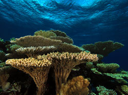 Table coral in Hawai'i is limited to French Frigate Shoals and neighboring atolls.